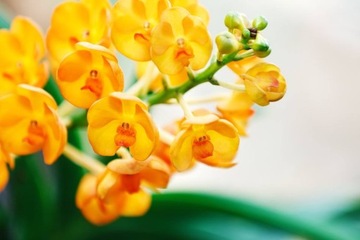 КОНДИЦИОНЕР УДОБРЕНИЯ ОРХИДЕЯ АППЛИКАТОР ORCHID STRONG
