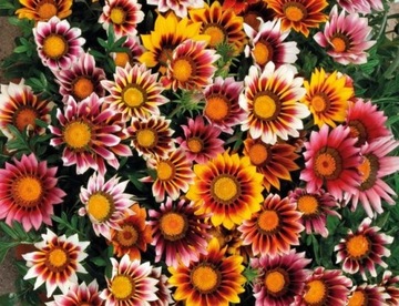 GAZANIA GLOSSY Солнечные цветы