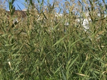 Тростник обыкновенный (Phragmites) Саженцы 50 шт!