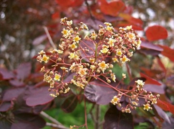 ДЛЯ БОНСАЙ ПОДОЛЬСКОГО ПАРИКА КОТИНУС (COTINUS COGGYGRIA) 40 СЕМЕН