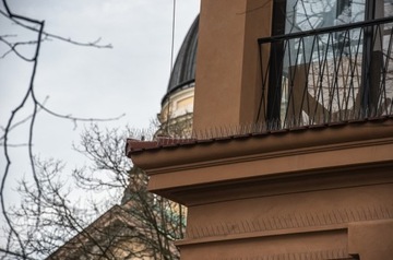 AVIK RX240 САМЫЙ ШИРОКИЙ ШИП ДЛЯ ПТИЦ И ГОЛУБЕЙ 250ММ