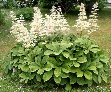 RODGERSJA KASZTANOWCOLISTNA (RODGERSIA AESCULIFOLIA) - 100 NASION