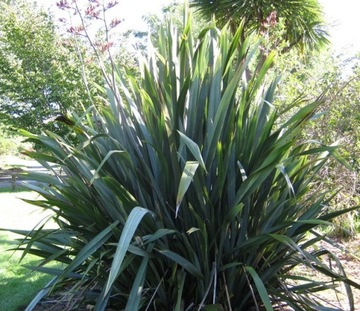 ЛЕН НОВОЗЕЛАНДСКИЙ – СЛАДКИЙ (PHORMIUM TENAX) - 5 СЕМЯН