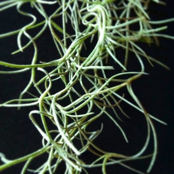 OPLĄTWA brodaczkowata-Tillandsia- warkocz 30-40 cm