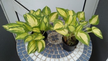 Hosta 'Fantasy Island' - Funkia MINIATUROWA