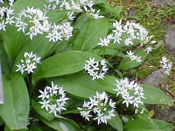 CZOSNEK NIEDŹWIEDZI - ALLIUM URSINUM - 20 NASION