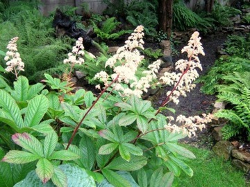 РОДЖЕРСИЯ КАШТАНОВОЛИСТОСТНАЯ (RODGERSIA AESCULIFOLIA) - 100 СЕМЯН