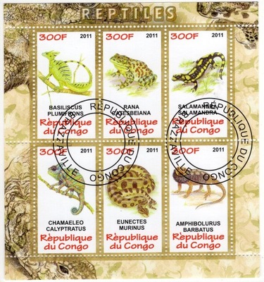 02465 Congo żaby kas gady