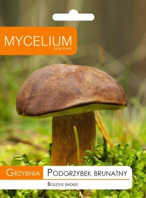 PODGRZYBEK BRUNATNY wyselekcjonowana grzybnia Mycelium