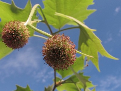 50 X Platan klonolistny (Platanus acerifolia)