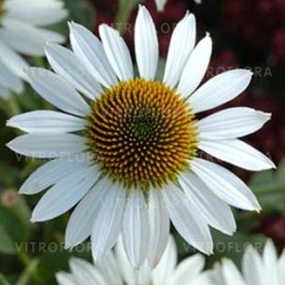 ECHINACEA JEŻÓWKA PURPUROWA MIODODAJNA PIĘKNA