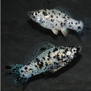 Molinezja silver calico WYSYŁKA akwa_fan