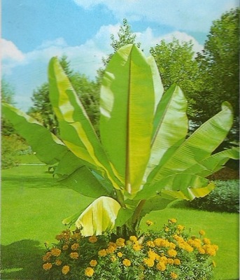 BANAN MUSA VELUTNIA DRZEWO BANANOWE .