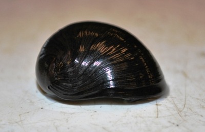 Ślimak Helmet NAJSKUTECZNIEJSZY NA GLONY akwa_fan