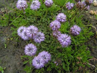 KULNIK SERCOWATY niska roślina,fioletowe-kwitnie V