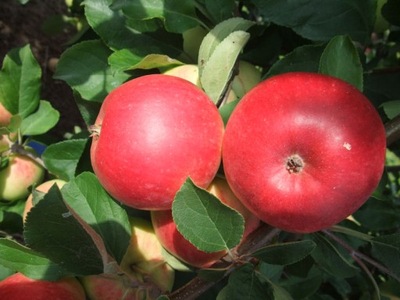 Jabłoń karłowa Booskop--NR 073a