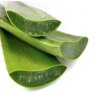 ALOES LECZNICZY Aloe vera DUŻA sadzonka rozmiar XL