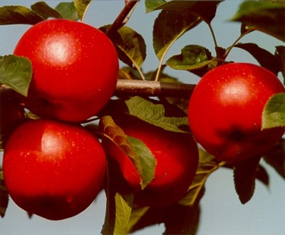 Jabłoń Rubinola karłowa parchoodporna donica 315D