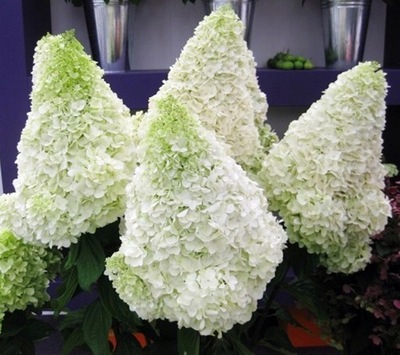 HYDRANGEA PANICULATA 'POLAR BEAR' HORTENZIA KYTICA