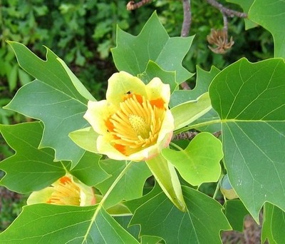 P11 TULIPANOWIEC AMERYKAŃSKI MIODODAJNY TULIPAN