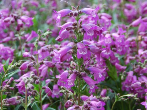 PENSTEMON HARTWEGO CHARMING FLOWERS BLEND 0,2G