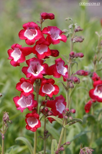 PENSTEMON HARTWEGO CHARMING FLOWERS BLEND 0,2G