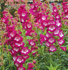 PENSTEMON HARTWEGO CHARMING FLOWERS BLEND 0,2G