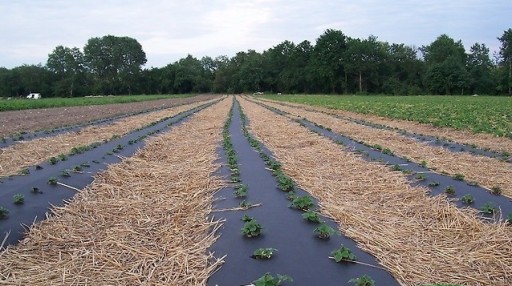 WŁÓKNINA ŚCIÓŁKUJĄCA 1,6X5M AGRIMPEX