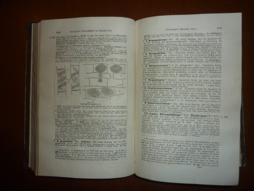 ГЕНЕТИКА РАСТЕНИЙ, СИНТЕЗ 1877 ГОДА, ЛЕУНИС ЮХАННЕС