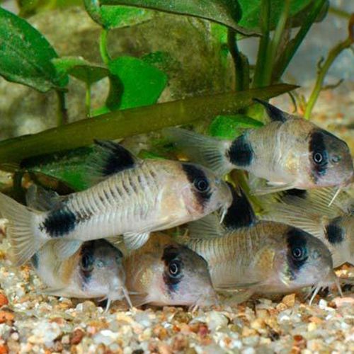 Рыба Кираса Панды Кираса Corydoras panda