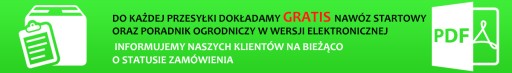 Азалия крупноцветковая Белая №1266