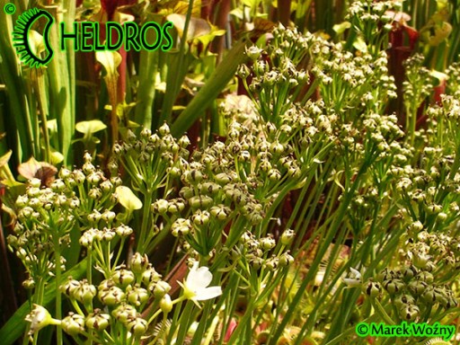 Набор для выращивания Flycatcher Dionaea 50 семян HiT