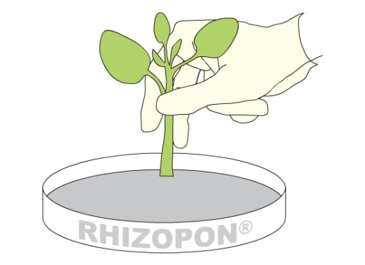 Ризопон ROOTING 1% STRONG LOT 0,5кг A AB LODŹ