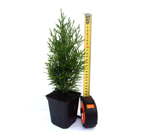 THUJA THUJA SMARAGD EMERALD НАБОР ИЗ 70 НАСТРОЕК P9