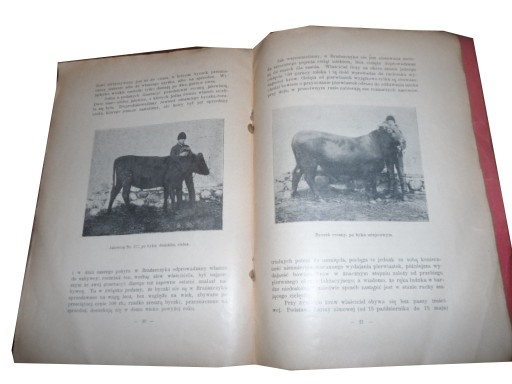 Самый большой коровник для красного скота в Польше, 1907 г.