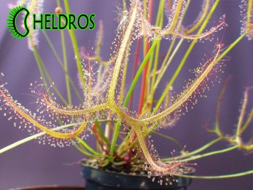 Росянка БИНАТА Drosera - 25Х - от селекционера ЭКСТРА