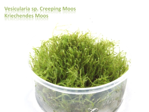 Ползучий мох Moss Nice БОЛЬШАЯ ПОРЦИЯ Bstok saxon4