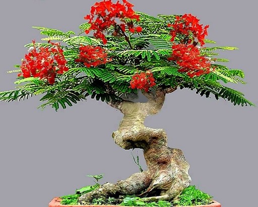 AFRICA FLAME - DELONIX REGIA - 3 СЕМЯ