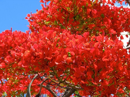 НА БОНСАЙ ПЛАМЯ АФРИКИ - DELONIX REGIA НА БОНСАЙ 3 СЕМЯ