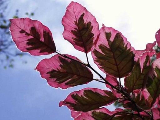 Buk pospolity PURPUREA TRICOLOR 60cm W DONICZCE