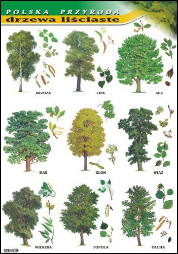 Drzewa liściaste plansza dydaktyczna BOTANIKA