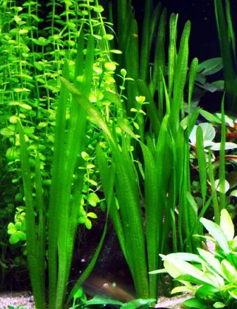 Vallisneria Spiralis - hodowla podwodna