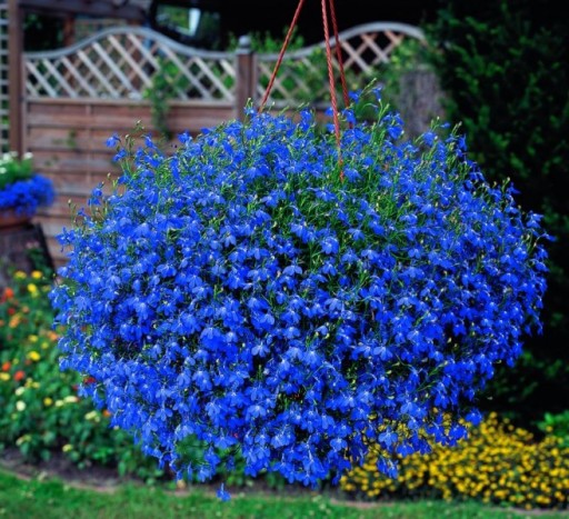 LOBELIA PRZYLĄDKOWA LAZUROWE KWIATY ZWISAJĄCA