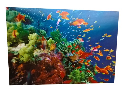 OBRAZEK 3D OBRAZKI RYBY RAFA MORZE RYBKI 3 D 25 35