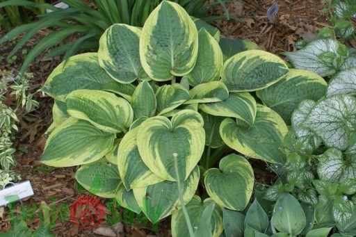 Funkia Hosta WIDE BRIM satynowa W DONICZCE