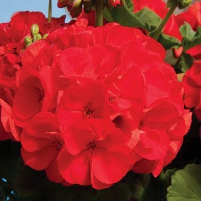 PELARGONIA RABATOWA CZERWONA NA BALKONY I TARASY nasiona