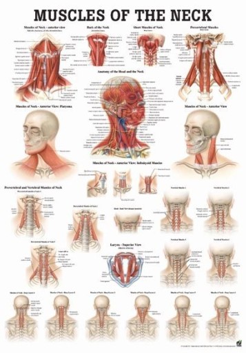 Tablica medyczna - MIĘŚNIE SZYI (Eng) | 70 x 50 cm