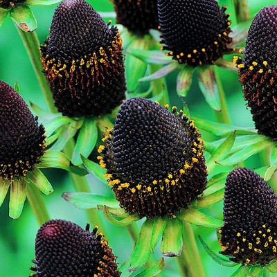 RUDBEKIA CZARNA HIT .