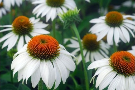 RUDBEKIA BIAŁA NOWOŚĆ W OGRODZIE SKLEP_TULIPAN.