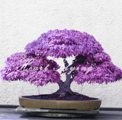 klon palmowy fioletowy bonsai nasiona